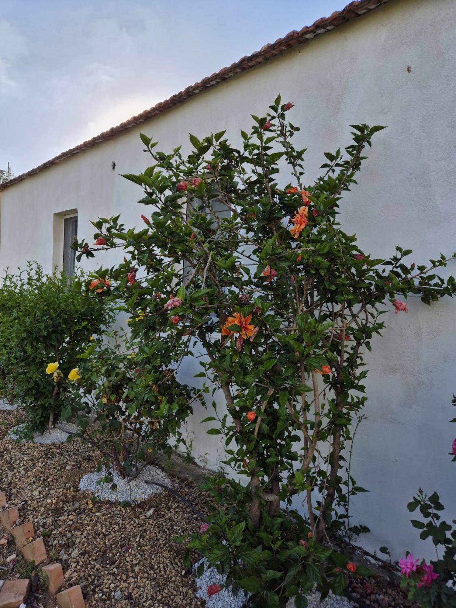 Villa Elvira Country House Belvedere Marittimo Exterior photo